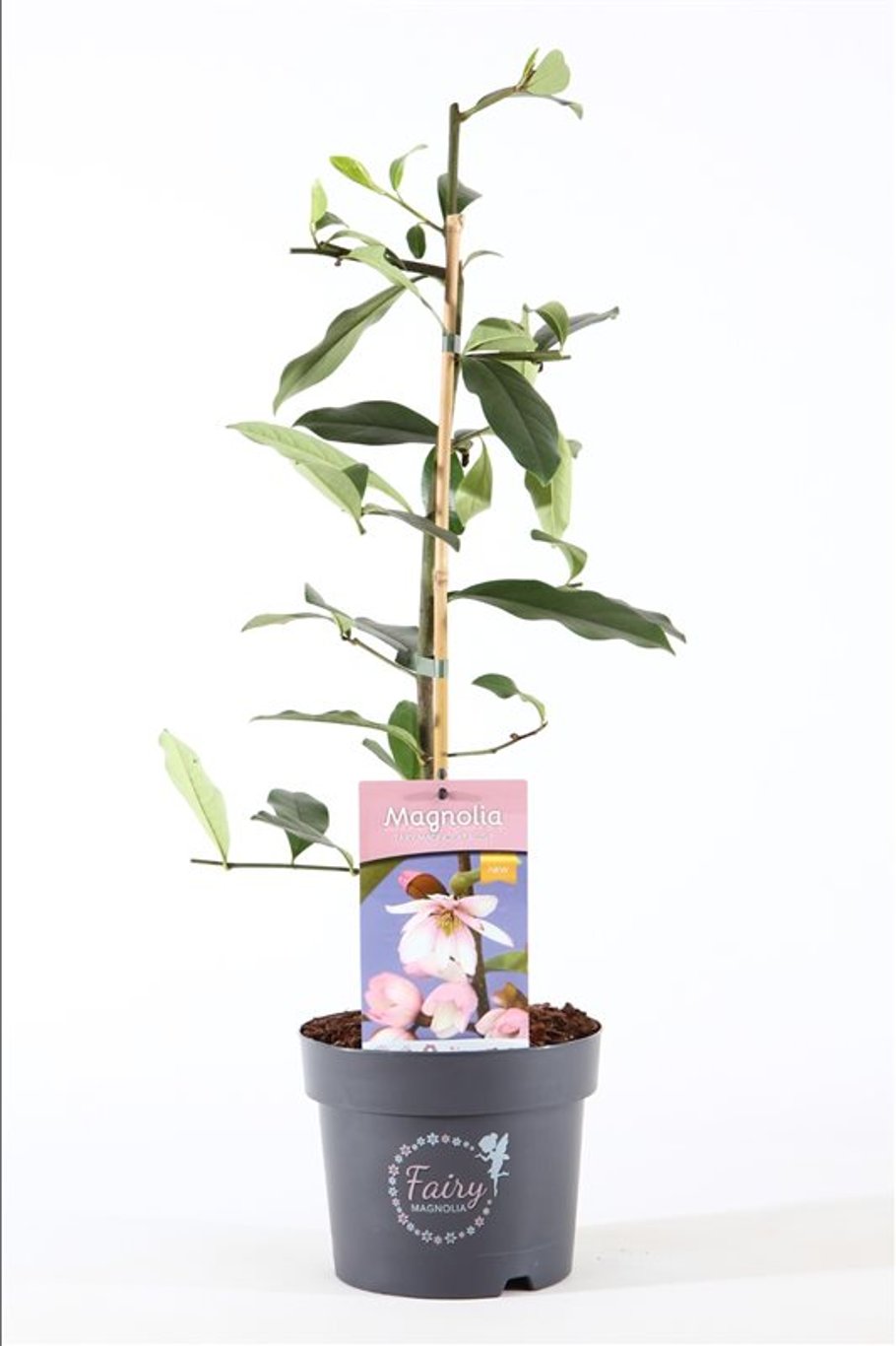 Magnolia 'Fairy Magnolia Blush' (Michelia) - C3